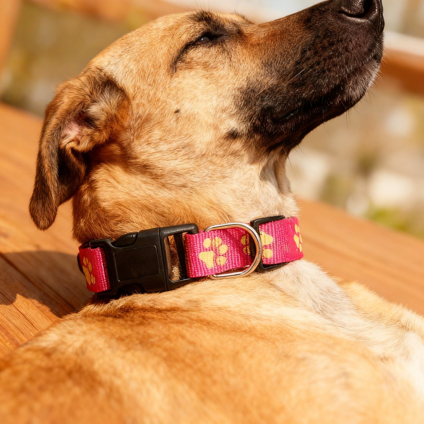 Nutri Paw™ Glow in the dark collar