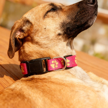 Nutri Paw™ Glow in the dark collar