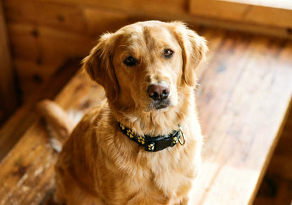 Nutri Paw™ Glow in the dark collar